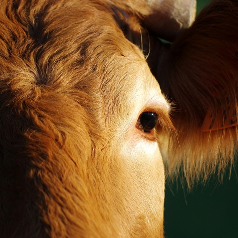Visite du salon de l'agriculture