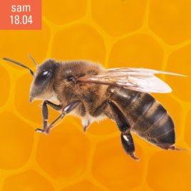 DECOUVERTE APICULTURE